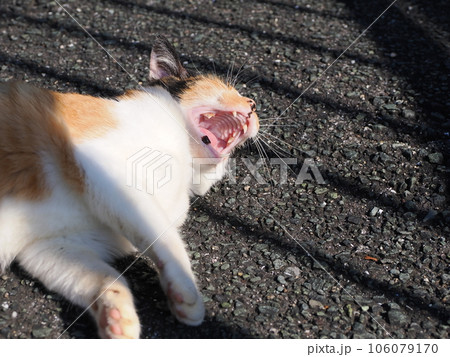 見つめる三毛猫の子猫 106079170