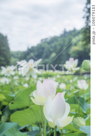 ハスの花 ハスの花 106079183