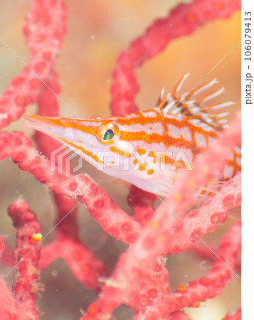 クダゴンベ 106079413