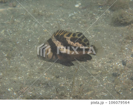 コショウダイ幼魚 106079564
