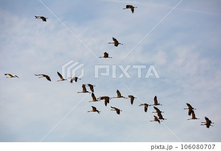 Flock of cranes flying Flock of cranes flying 106080707