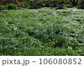 草に覆われた地面 106080852