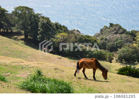 都井岬・御崎馬 106081205