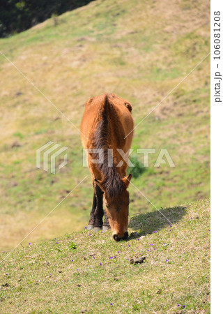 都井岬・御崎馬 都井岬・御崎馬 106081208