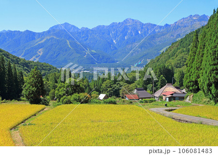 白馬村青鬼　秋の棚田と北アルプス 106081483