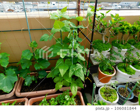 家庭菜園 プランターを使用してキュウリやインゲンを栽培中 家庭菜園 プランターを使用してキュウリやインゲンを栽培中 106081844