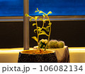 多肉植物 サボテン 窓際の小さなガーデニング 106082134