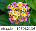 小さな花 美しい花 可愛い花 ランタナ 106082136