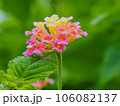 小さな花 美しい花 可愛い花 ランタナ 106082137