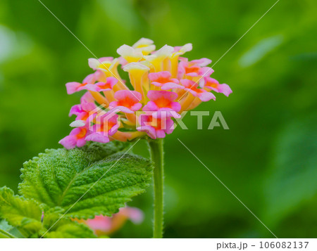 小さな花 美しい花 可愛い花 ランタナ 106082137