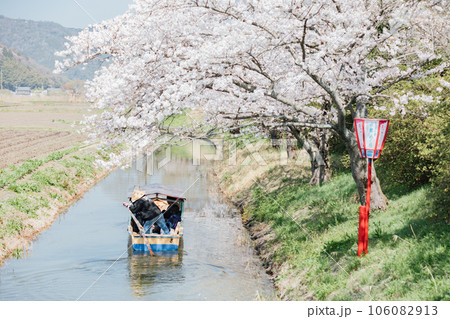 滋賀県近江八幡 八幡堀の水郷めぐり　手漕ぎ船で桜と菜の花を楽しむ 106082913
