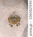 crab on the beach 106082990