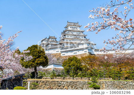 サクラ満開の姫路城 106083296