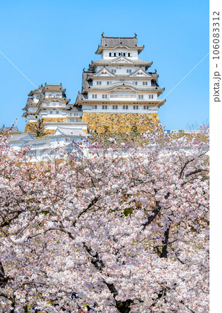 サクラ満開の姫路城 106083312