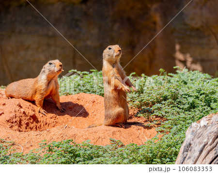 Close up shot of cute Prairie dog Close up shot of cute Prairie dog 106083353