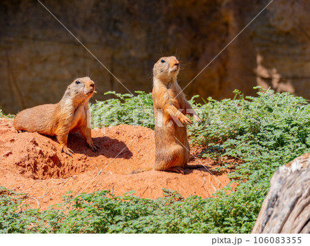 Close up shot of cute Prairie dog Close up shot of cute Prairie dog 106083355