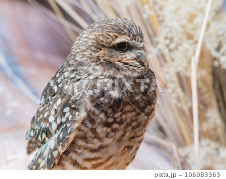 Close up shot of Burrowing owl Close up shot of Burrowing owl 106083363