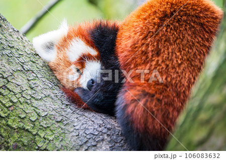 Red panda bear climbing tree. close-up of a rare red panda Red panda bear climbing tree. close-up of a rare red panda 106083632