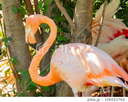 Close up shot of cute pink flamingo 106083768
