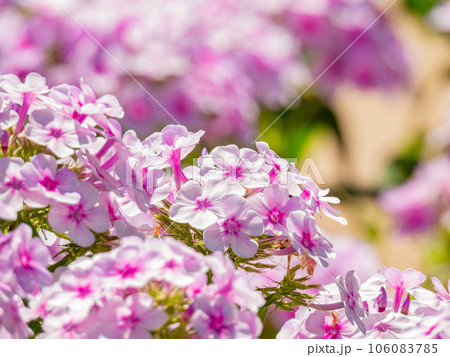 Close up shot of Phlox flower blossom Close up shot of Phlox flower blossom 106083785