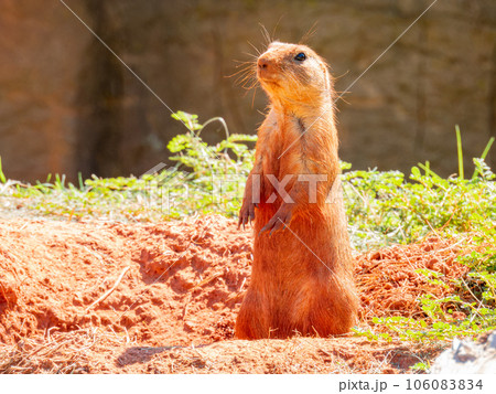 Close up shot of cute Prairie dog Close up shot of cute Prairie dog 106083834