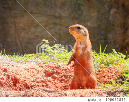 Close up shot of cute Prairie dog Close up shot of cute Prairie dog 106083835