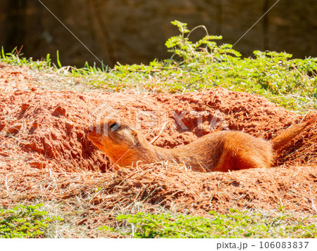 Close up shot of cute Prairie dog Close up shot of cute Prairie dog 106083837