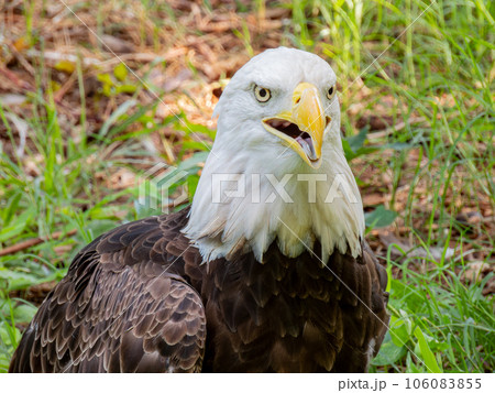 Close up shot of cute Bald eagle Close up shot of cute Bald eagle 106083855