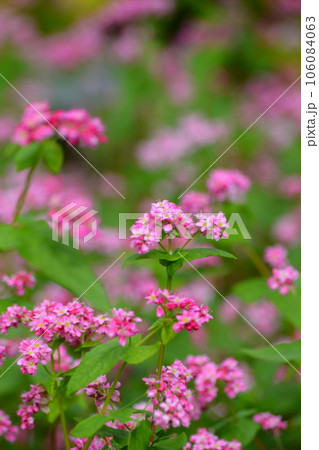 ピンク色のソバの花畑. 106084063