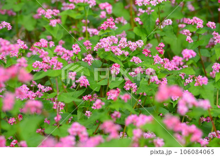 桃色のそばの花畑 106084065