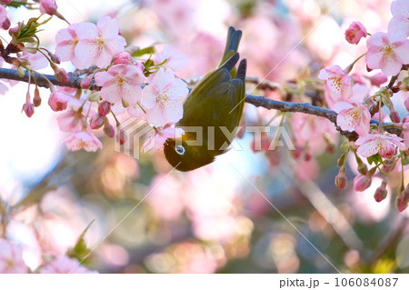 河津桜とメジロ 106084087
