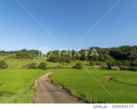 新緑の稲が広がる明日香村稲渕の棚田 106084177
