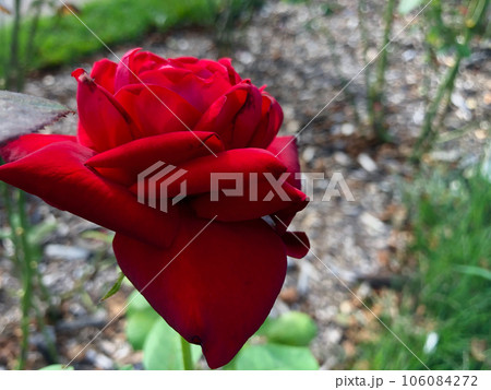 独特な形をした赤薔薇 106084272