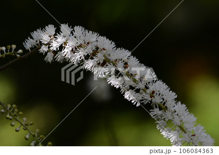 太陽に輝くサラシナショウマ 太陽に輝くサラシナショウマ 106084363