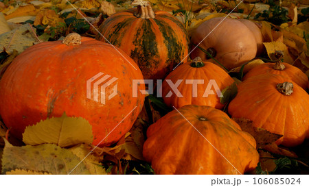 Large ripe orange pumpkins lie in yellow fallen leaves. Harvesting pumpkins. Halloween Large ripe orange pumpkins lie in yellow fallen leaves. Harvesting pumpkins. Halloween 106085024