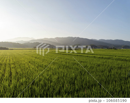 朝日が射し込む明日香村の田園風景 朝日が射し込む明日香村の田園風景 106085190
