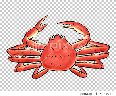 生物細密画（水彩）「ズワイガニ」 Amazon.co.jp: 生物細密画（水彩）「イシガニ : おもちゃ