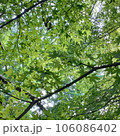 青もみじ 106086402