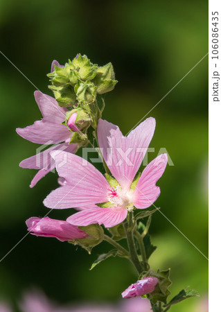Big pink and red delicate flowers of mallow in bloom with green leaves and buds closeup, summer flowers background, 106086435