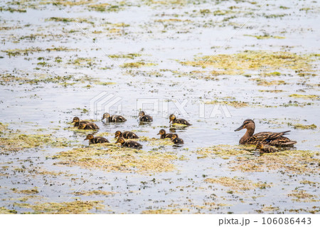 A family of ducks, a duck and its little ducklings are swimming in the water. The duck takes care of its newborn ducklings. Mallard, lat. Anas platyrhynchos A family of ducks, a duck and its little ducklings are swimming in the water. The duck takes care of its newborn ducklings. Mallard, lat. Anas platyrhynchos 106086443
