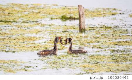 Mating games of two water birds Great Crested Grebes. Two waterfowl birds Great Crested Grebes swim in the lake with heart shaped silhouette 106086445