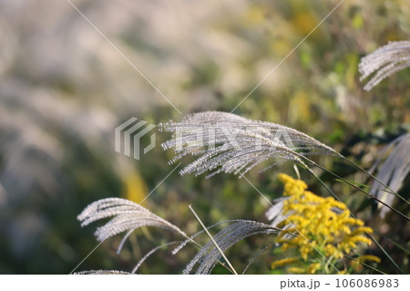 秋のススキの穂が風に揺れる 秋のススキの穂が風に揺れる 106086983