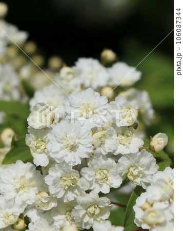 八重コデマリの花 106087344