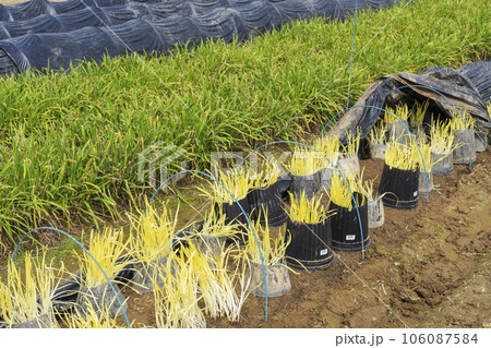 岡山特産の黄ニラの栽培 106087584