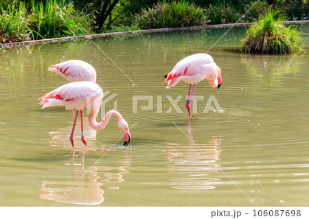 Flock of lesser flamingos (Phoenicoparrus minor) in a lake Flock of lesser flamingos (Phoenicoparrus minor) in a lake 106087698