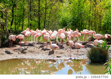 Flock of lesser flamingos (Phoenicoparrus minor) in a lake Flock of lesser flamingos (Phoenicoparrus minor) in a lake 106087700