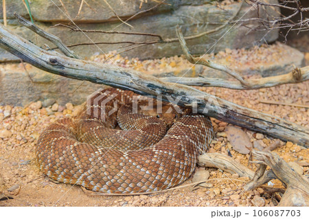 Red diamond rattlesnake (Crotalus ruber). Venomous pit viper species from America 106087703