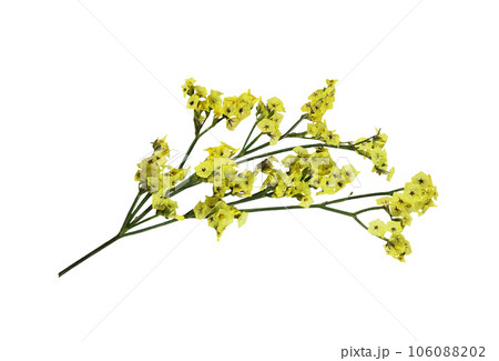 Twig of yellow limonium flowers isolated 106088202
