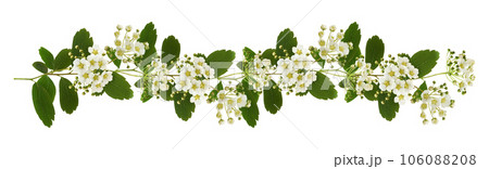 Spiraea chamaedryfolia flowers and leaves in a line floral arrangement isolated 106088208