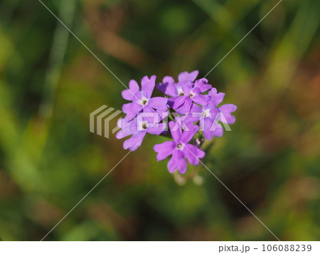 姫美女桜 106088239